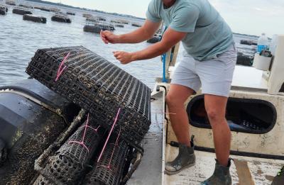 Captain Cole, owner of Souther Oyster Farm, demonstrating the oyster farming process.