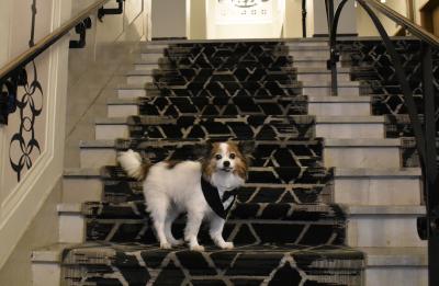 Pet Friendly Hotel