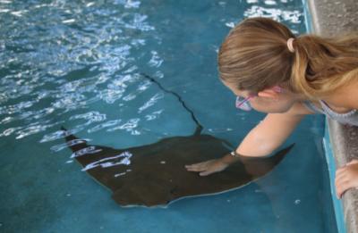 Interact with stingrays