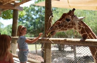 Doc the giraffe gets a treat.