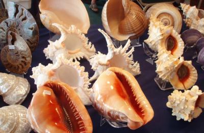Shell Shows Shells 2025