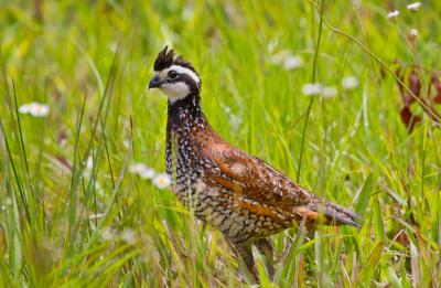 Northern Bobwhite Quail in the grass. Photo by David Moynahan.