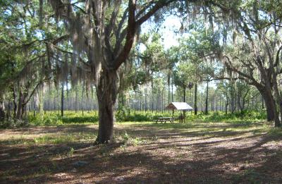 Picnic table and small shelter surrounded by the trees on Caravelle Ranch Wildlife Management Area.