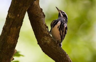 Black and White Warbler perched on a branch at the Chinsegut Wildlife and Environmental Area.