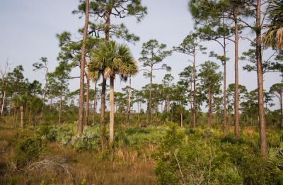 Trees and scrub found throughout the JW Corbett Wildlife Management Area.