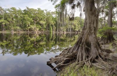 Bottomland Forest along Fisheating Creek