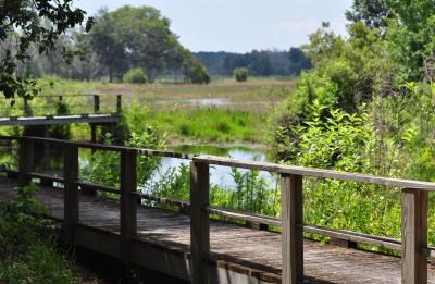 Half Moon Wildlife Management Area observation platform.