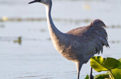 Sandhill Crane wading through water at Lake Wales Ridge.
