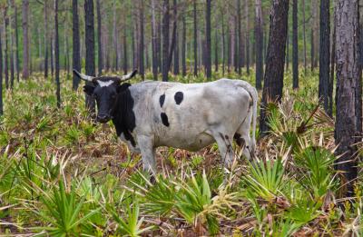 Once part of the last large open range in the US, this former ranch still houses cattle today.