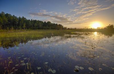 Overlooking the beautiful marsh habitat of Split Oak Forest Wildlife Management Area.