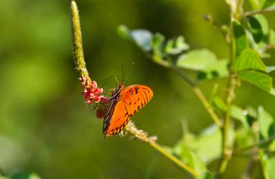 A Gulf Fritillary butterfly drinking nectar from the plant.