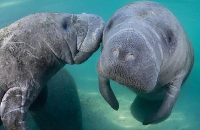 Swim with the manatee