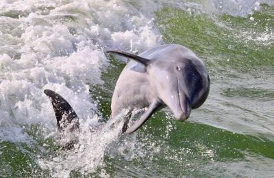 Discover the beauty of Florida’s Gulf Coast with dolphin tours from Hubbard’s Marina in Madeira Beac