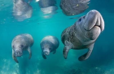 Swim with the manatee