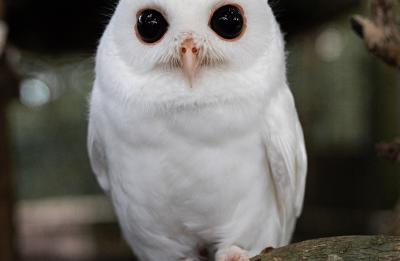 Luna, leucistic Easter Screech Owl