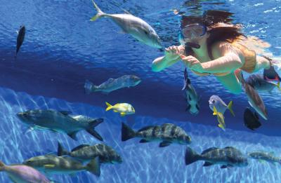 Swim with the Fish