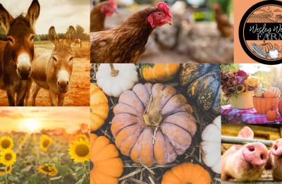 Pumpkin Season at Wesley Wells Farm