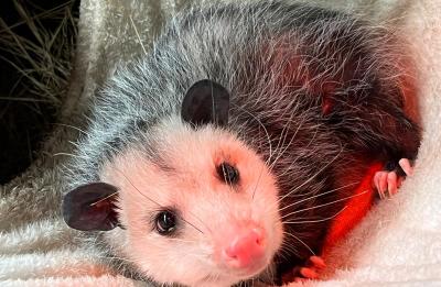 Ambassador Opossum Pepper