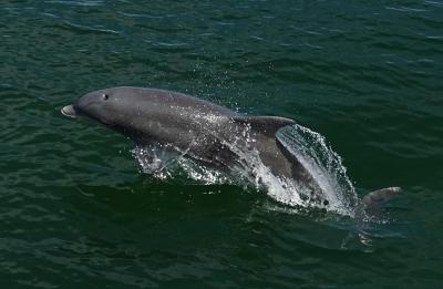 Dolphins on Pensacola Beach