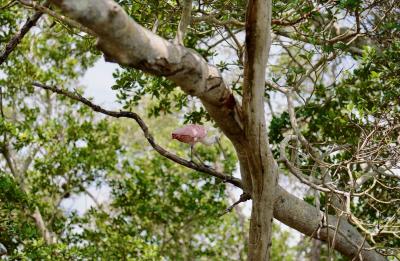 Birdwatchers love this tour! Spot egrets, herons & ospreys on a Robinson Preserve kayak tour.