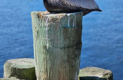 One of the many species of birds found at the St. Andrews Marina.