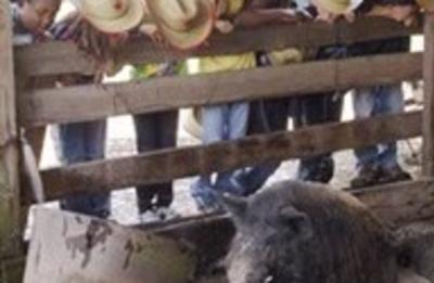 Students explore the importance of Florida agriculture and livestock