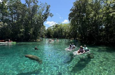 Manatee In Three Sisters Springs!