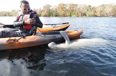 A kayaker taking a picture of a manatee that is hanging onto his kayak.