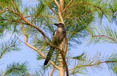 Ross Prairie State Forest