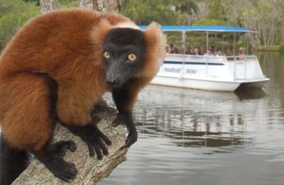 A red-ruffed lemur, one of the primate species seen from the Primate Expedition Cruise.