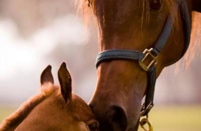 Arabian Mare and Foal