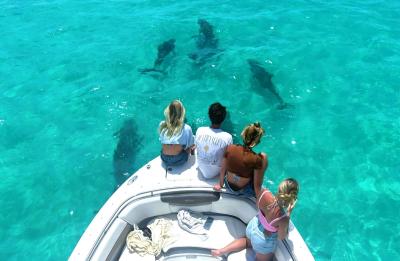 Family dolphin encounter on Dolphin Safari Charters in Key West, Florida