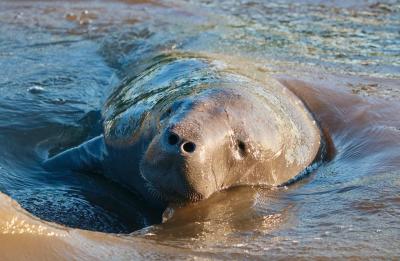 Manatee Appreciation Day at Deering Estate