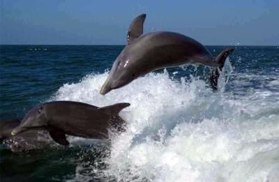 Two wild dolphins swimming beside Siesta Key Watersports tours in Siesta Key