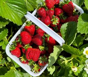 Strawberry picking
