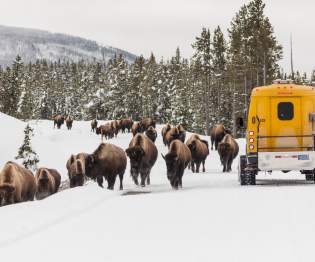 Yellowstone Lodges Tour