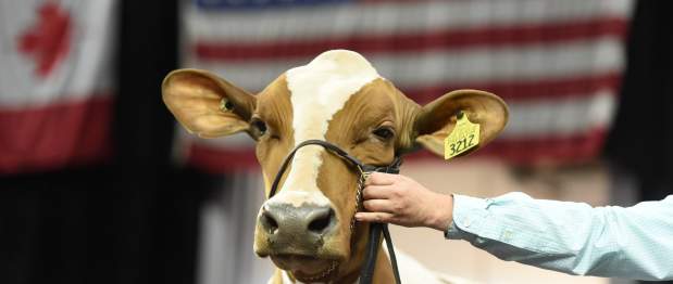 Dairy Expo