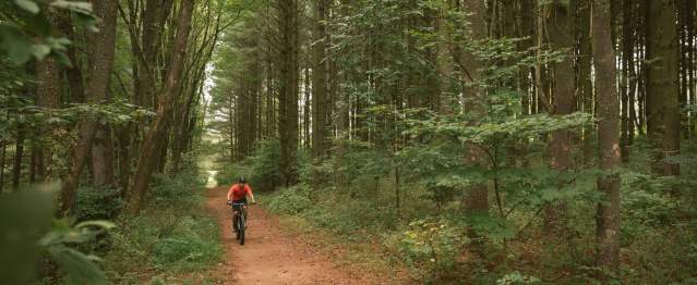 A guy in a red shirt and black helmet rides a mountain bike through a deep green pine-wood forest.