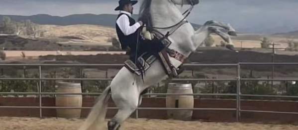 A man rides a white horse