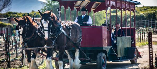Horse Drawn Carriage