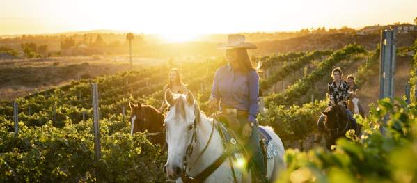 A woman rides a horse through the vineyards at sunset