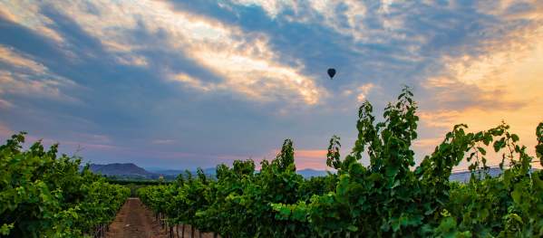 Sunrise over the vineyards