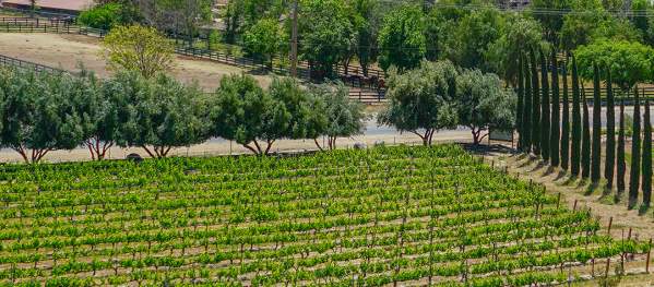 Wineries in Temecula