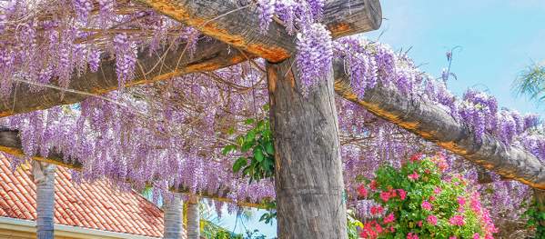 Blooming dlowers at Wisteria South Coast winery, close up