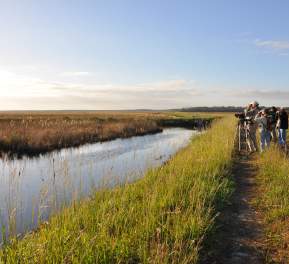 birdwatching at alligator river wildlife refuge