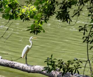 Birding in Huntsville & Madison County