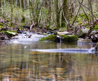 Explore Huntsville's Chapman Mountain Nature Trail