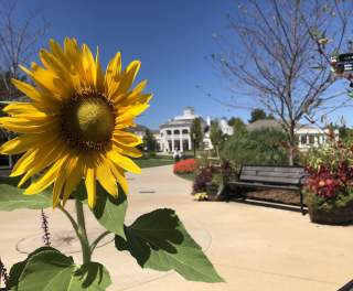 Sunflower Huntsville Botanical Gardens