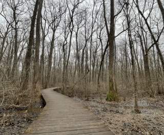Wheelchair Friendly Hikes: Beaverdam Boardwalk in Huntsville/Madison County