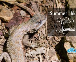 Summer Hikes: Wade Mountain